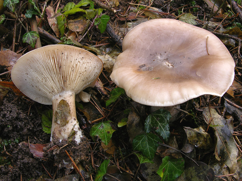 5 giorni d''acqua...poi i funghi (25 novembre)